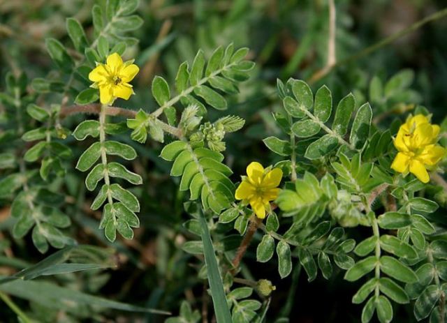 Tribulus