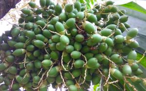 buah pinang