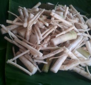 akar pohon pepaya